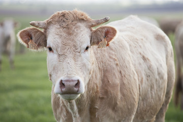 vache