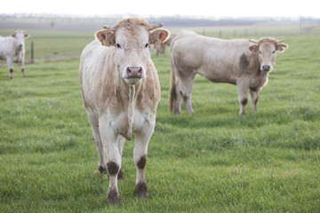 troupeau de vaches