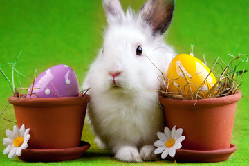Easter Bunny