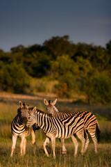 Zebra Care