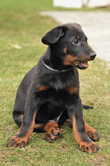 beauceron