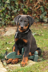 beauceron