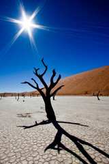 Dead vlei