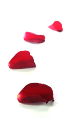 Fototapeta premium rote Rosenblätter als Hintergrund