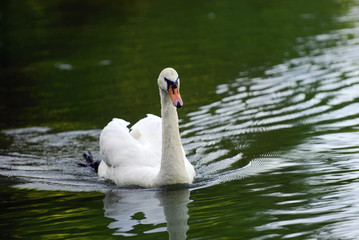 White Swan