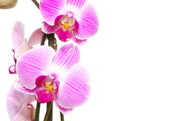 orchid