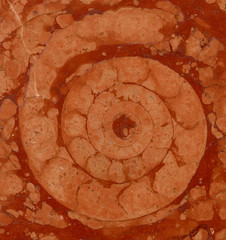 ammonite in marble