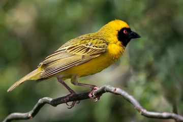 Fototapeta premium Masked Weaver Bird