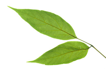 Fototapeta na wymiar leaves isolated on white background