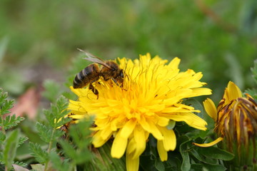 Hambrienta