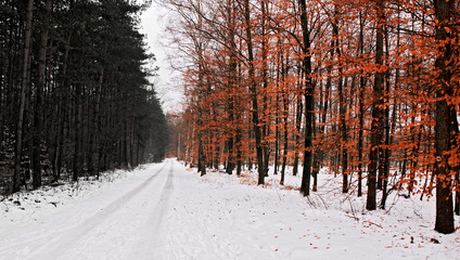 Winterwald