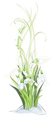 Bunch of snowdrops on the white background