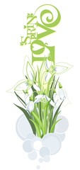 Bunch of snowdrops on the white background