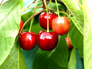 cherries