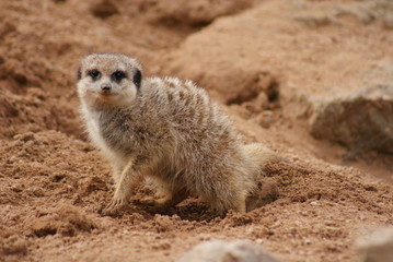 Meerkat