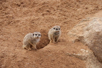 Fototapeta premium Meerkats
