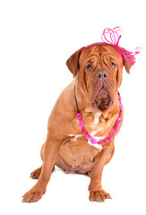 Kind Dogue De Bordeaux with a Bow