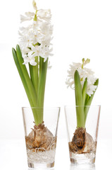 Hyacinth bulbs and flowers  in a glass