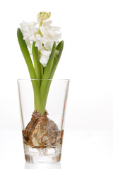 Hyacinth bulb and flower in a glass
