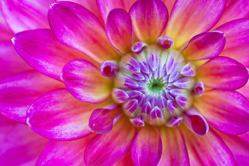 Macro view of lilac flower dahlia