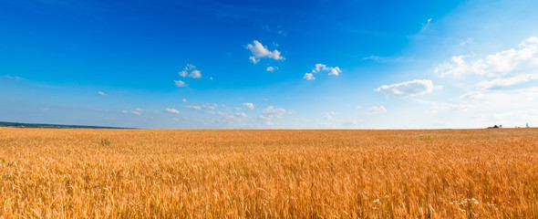 Yellow wheat field under blue sky © Alexander Kosarev