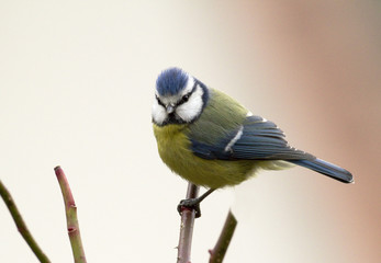 Mésange bleue (parus caeruleus)