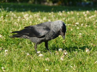 Grey crow