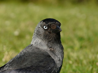 Crow eye