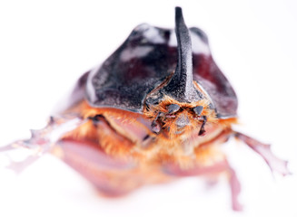 Beetle isolated on white background.