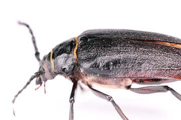 Beetle isolated on white background.