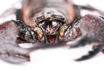 Scorpion isolated on white background.