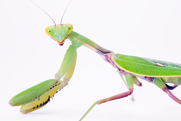 mantis stare to you isolated on white background
