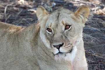 Lioness Portrait