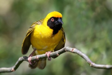 Fototapeta premium Masked Weaver Bird