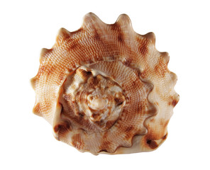 Brown sea shell, isolated on a white background