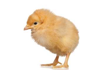 Little yellow chicken