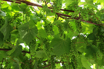 Bunches of green grapes on the vine in a vineyard