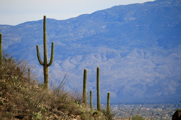 Desert Mountain View