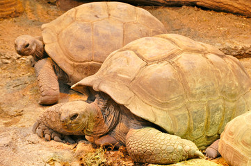 Fototapeta premium Tortues