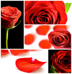 collage of various red roses