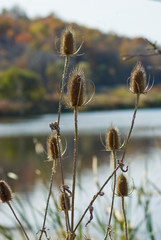 Scotch thistles
