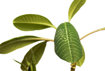 fresh plant isolated on white