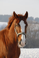 Obraz premium Pferd03