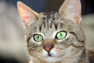 Fototapeta premium Young mixed-bread cat portrait