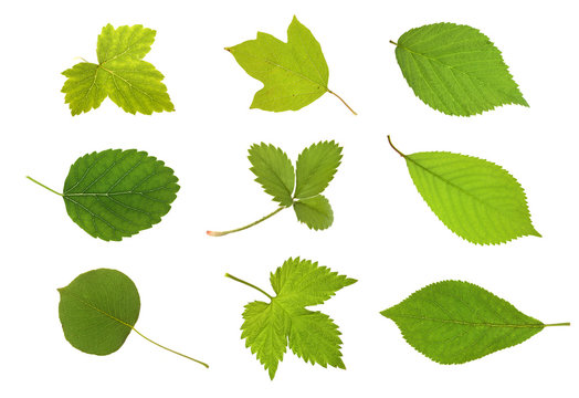 Collection fruit leaves