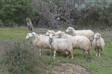pecore al pascolo