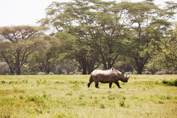 Fototapeta premium Rhino