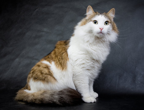 Fluffy ragamuffin cat in the studio..