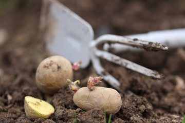 Sowing potatoes