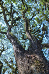 Detail of Daintree National Park, Queensland, Australia